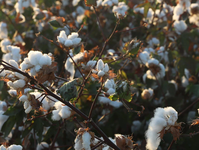 Cotton